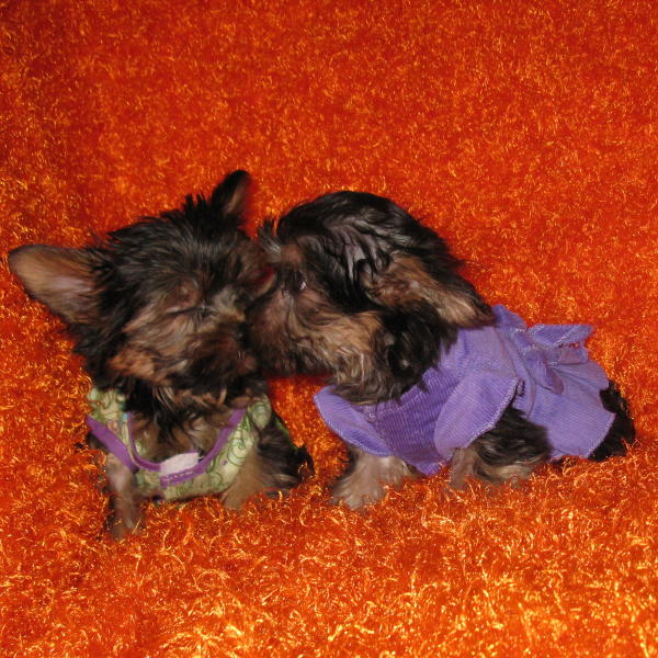 yorkiesKissing