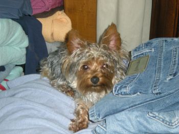 Peppee_resized
