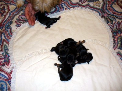 Amber_looking_at_Morkie_babies
