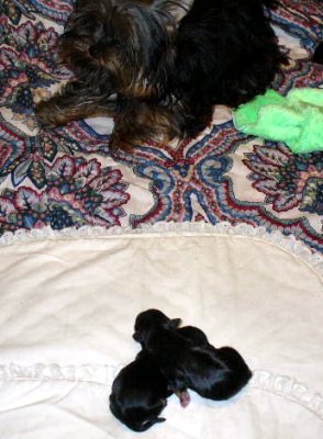 Faith_looking_at_Morkie_babies
