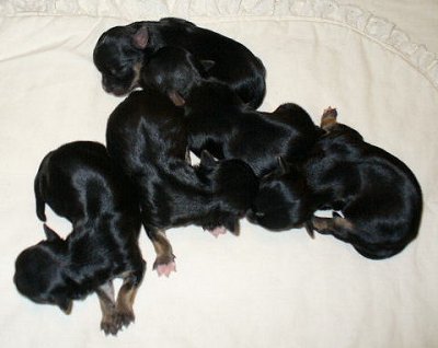 Morkie_babies