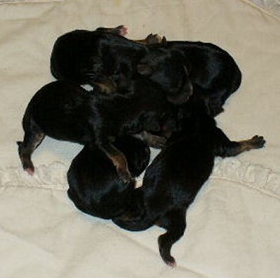 Morkie_babies_14_