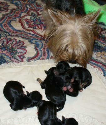Morkie_babies_17_