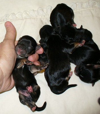 Morkie_babies_1_