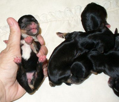 Morkie_babies_2_