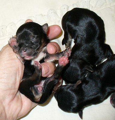 Morkie_babies_3_