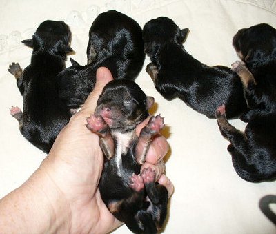 Morkie_babies_4_