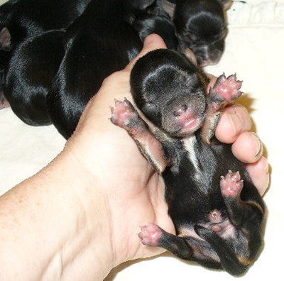 Morkie_babies_7_