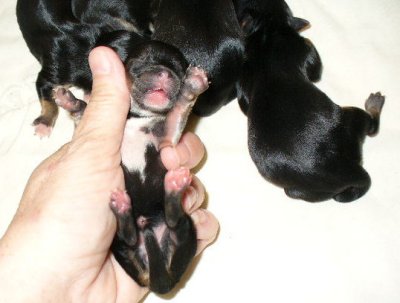 Morkie_babies_8_