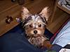 Baxter3.JPG