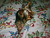yorkie_pictures_and_me_029.JPG