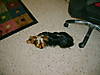 yorkie_pictures_and_me_0321.JPG
