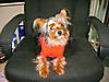 yorkie_pictures_and_me_040.JPG