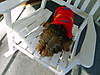 yorkie_pictures_and_me_045.JPG