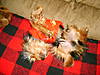 yorkie_pictures_and_me_050.JPG