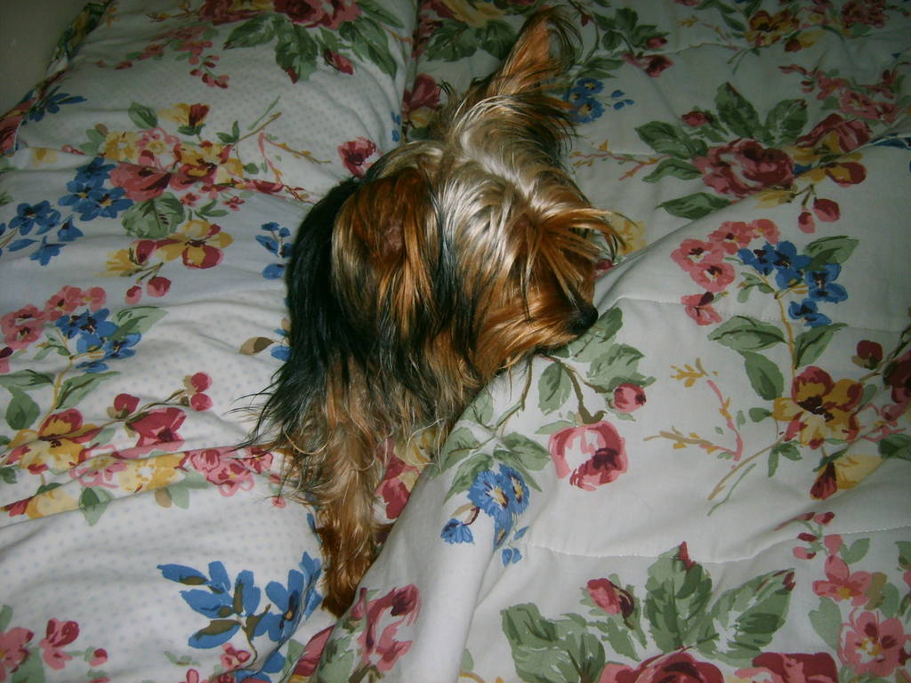 yorkie_pictures_and_me_029