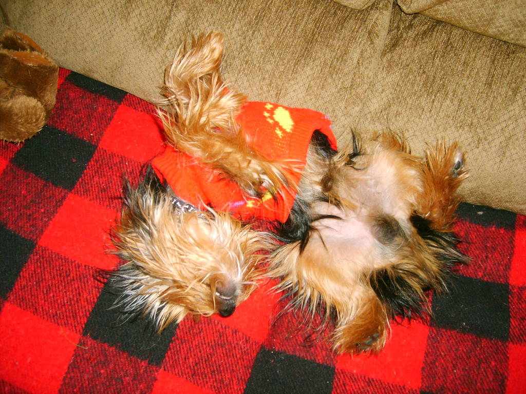 yorkie_pictures_and_me_050