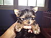 8_10_weeks_anna_tootsie_045.JPG