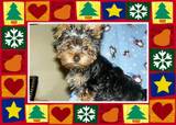 th_xmasmaci