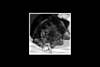 th_blacknwhite.jpg