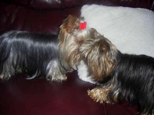 sophie_pebbles_at_play_014-5001