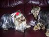 sophie_pebbles_at_play_013-500.jpg