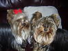 sophie_pebbles_at_play_015.jpg