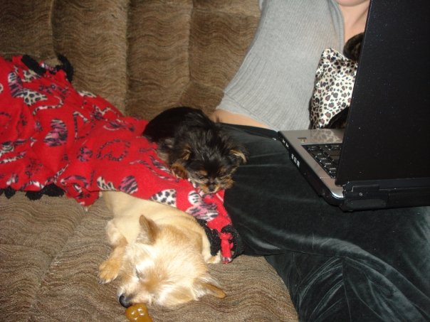 Sleeping_puppies