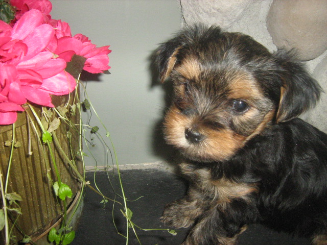 lilgalnflower