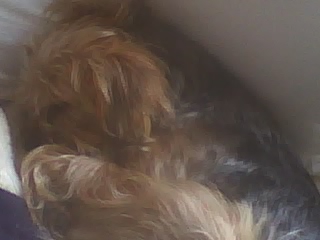 Kodie_hiding