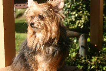 chaz9