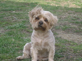 giz