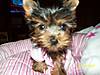 MY_NEW_TEACUP_YORKIE_009.jpg