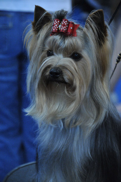 yorkie_talk_2010_04_02_4367