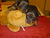 xmas_and_lucy_pups_09_126.JPG