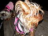 At_the_Park_-_Daisy_01-14-2010.JPG