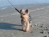 2002-05_Truffle_at_Beach.jpg