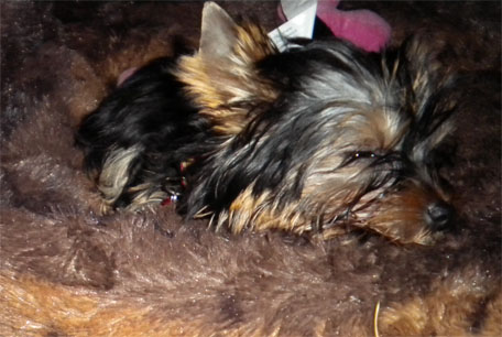 ourdog3