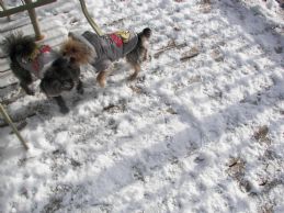 1st_winter_2010_2