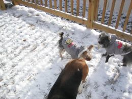 1st_winter_2010_3