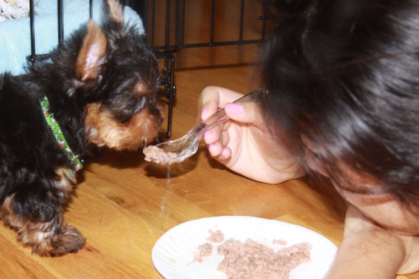 Mochi2