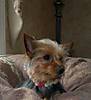 tessie_018.jpg