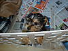Zoey_-_Day_1_-Feb_19_2011_19_.JPG