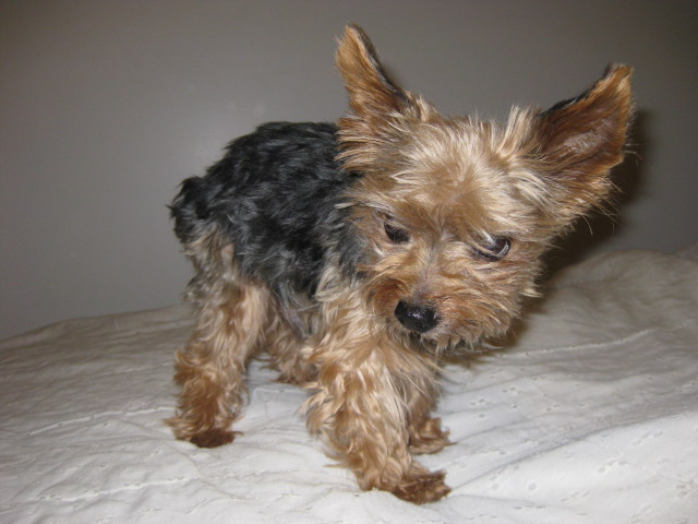 the_dogs_109