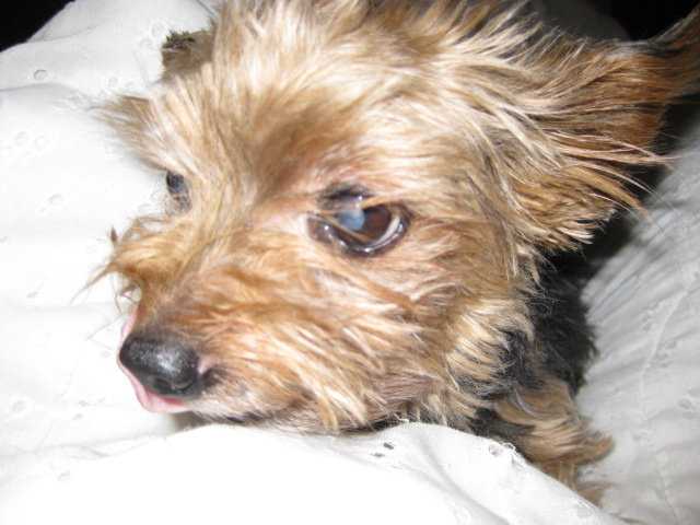 the_dogs_110