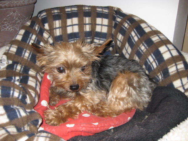the_dogs_140
