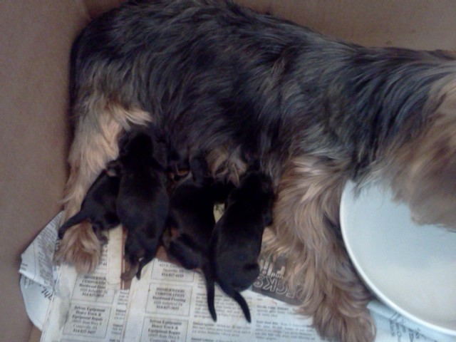sammie_and_her_babies_day_one