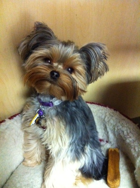 CutestDogintheWorld