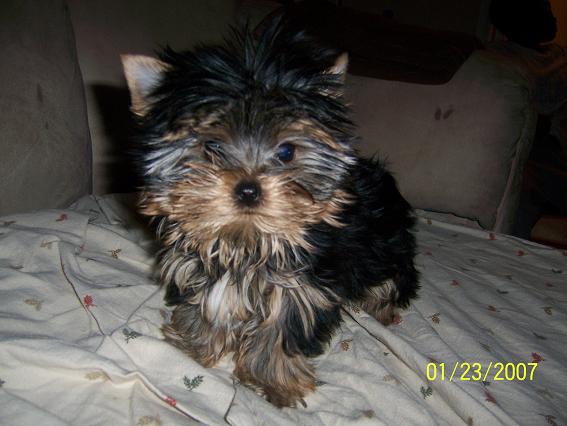 01_23_07_Gracie_Again
