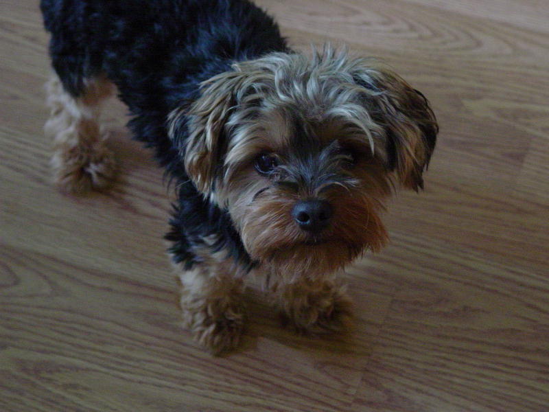 1011Scrappy2